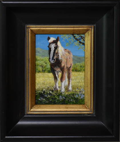 Horse with sunlight and a field of yellow.