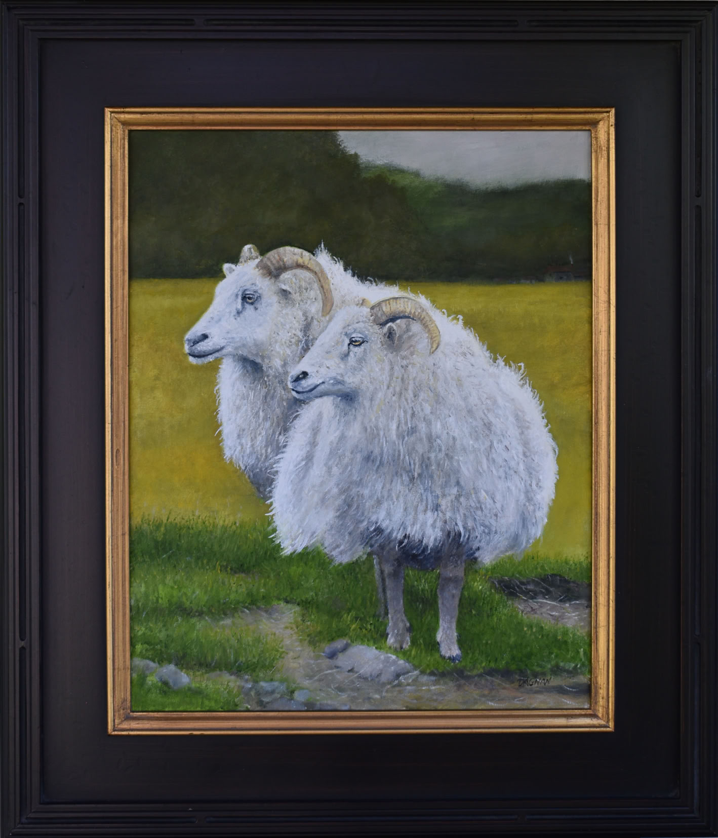 Sheep of Iceland